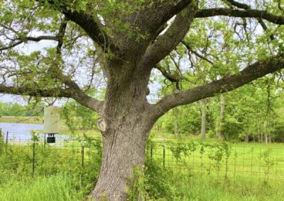 Grimes County Texas Land Auction