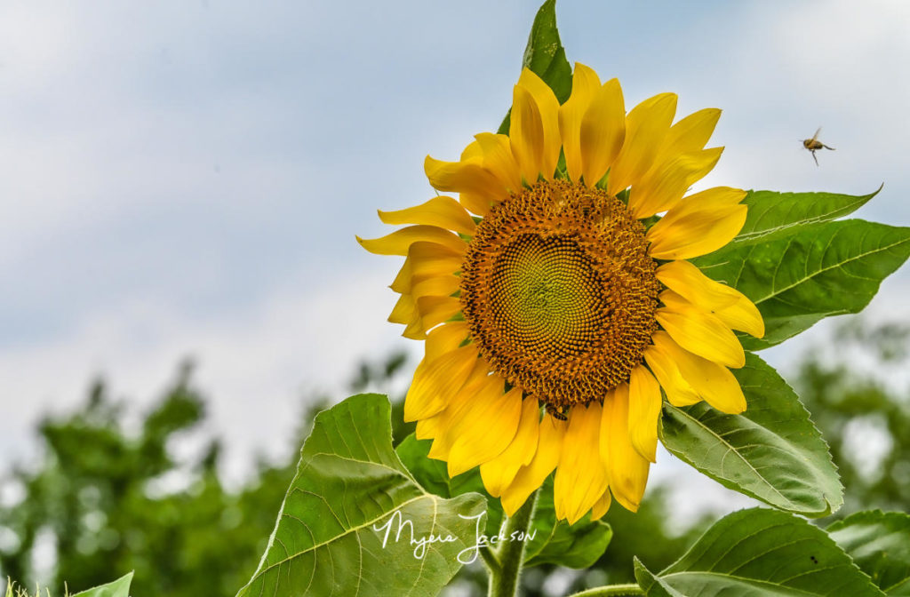 Texas Sunflowers season 
