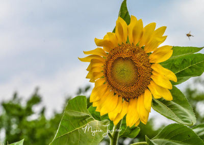 Texas Sunflowers season