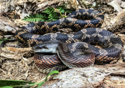Texas Rat Snake Observance by Real Estate Agent Mark Donahew