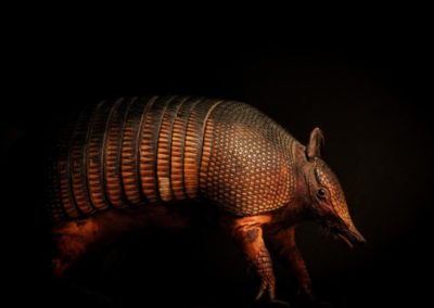 Mascot of Texas; Armadillo