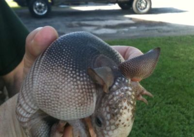 baby armadillo