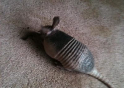 armadillo