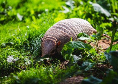 Texas Mascot Armadillo