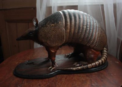 Brass Armadillo