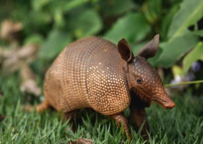 Texas Armadillo