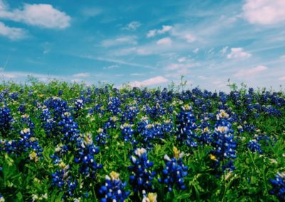 Austin Texas Bluebonnets