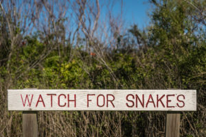 Texas Rat Snake so Watch Out for Snakes