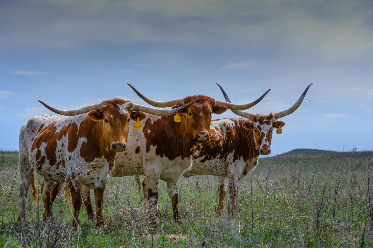 texas long horn cattle ranch 