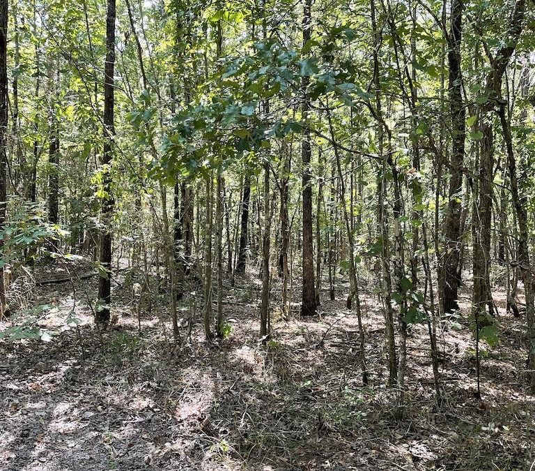 30 Acres of Land For Sale_New Boston TX Real Estate_East Texas Land Auction_Near Texarkana