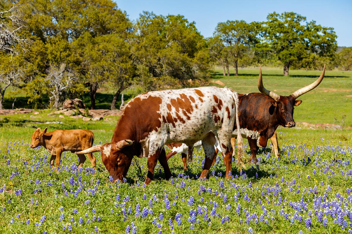 Texas cattle grazing in the Hill Country