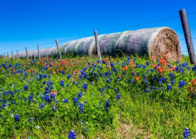 North Texas Wildflowers