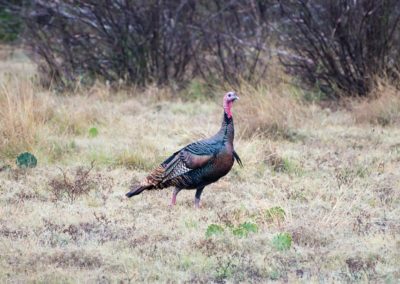 Turkey in South Texas