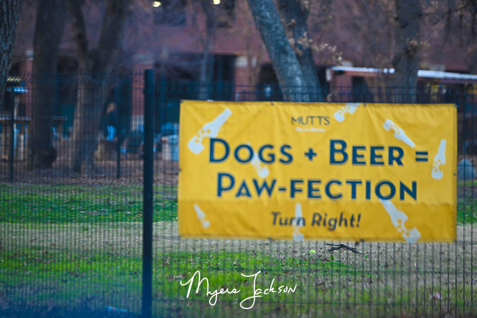 dogs and beer park in dallas texas 