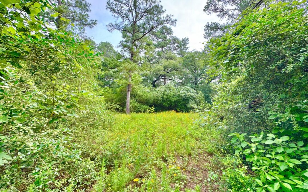 Wooded view of 158 Fealy Rd., Red Rock TX 78662, a prime homestead for sale