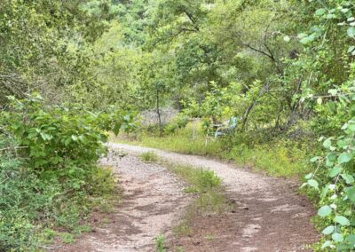 Country road leading to 158 Fealy Rd., Red Rock TX 78662, a prime homestead for sale