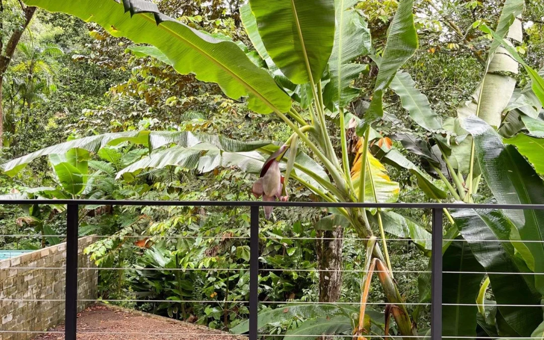 24 Beach Path Uvita Costa Rica Waterfront Property Auction