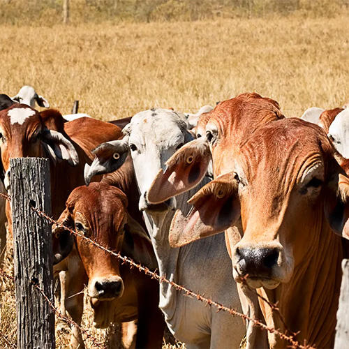 Cattle farm