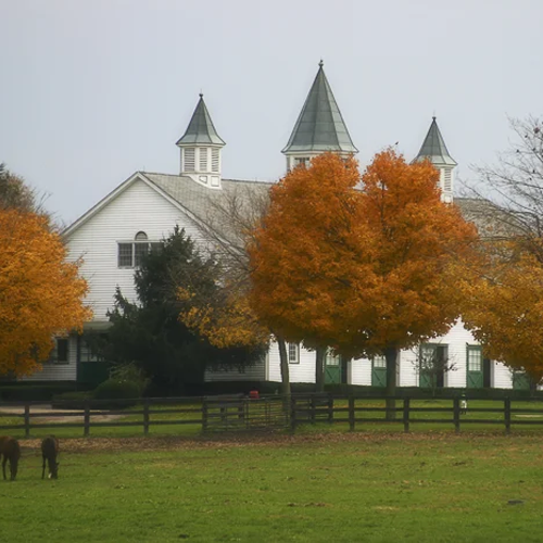 Horse farm